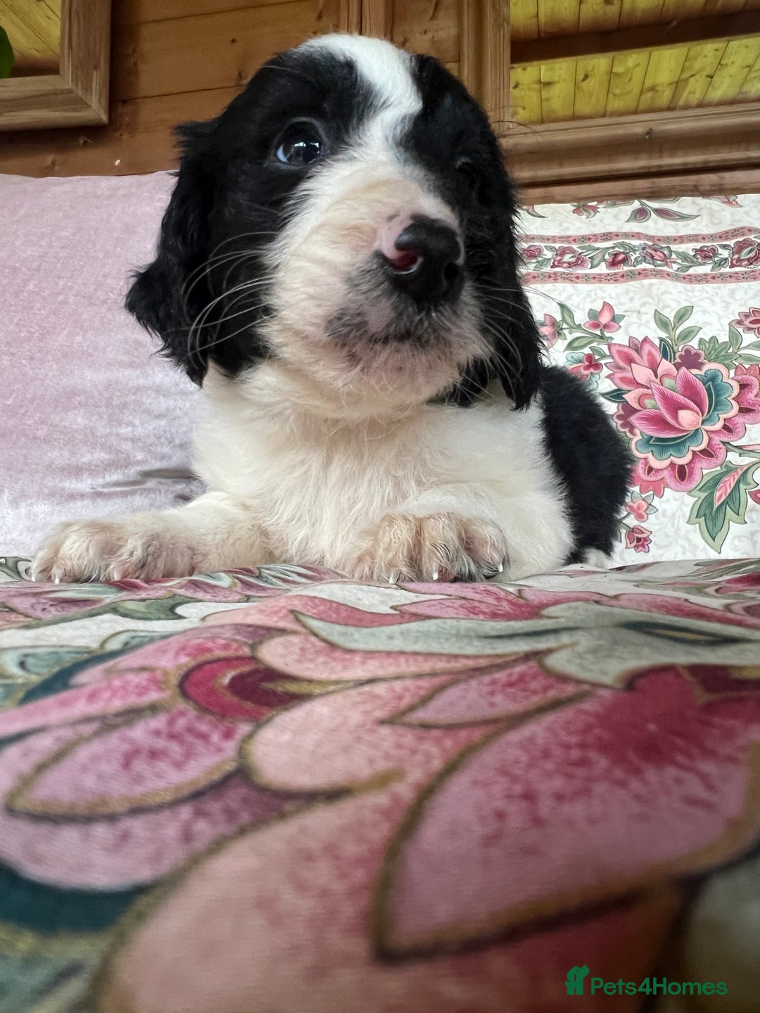 Bordoodle dogs for sale: Adorable Bordoodle (collie-poo) pups for sale  - Image 19