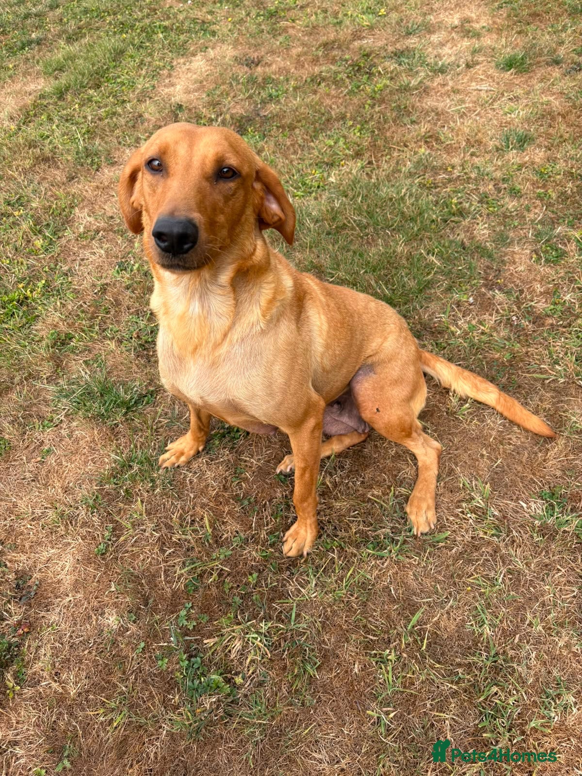 Labrador Retriever dogs KC Reg fox red bitch - Advert 15