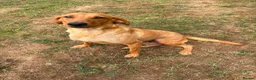 Labrador Retriever dogs for sale: KC Reg fox red bitch in Ashford - Advert 1