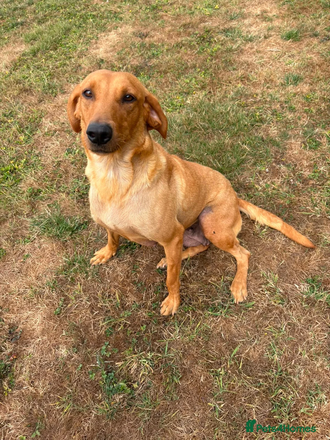 Labrador Retriever dogs for sale: KC Reg fox red bitch in Ashford - Advert 1