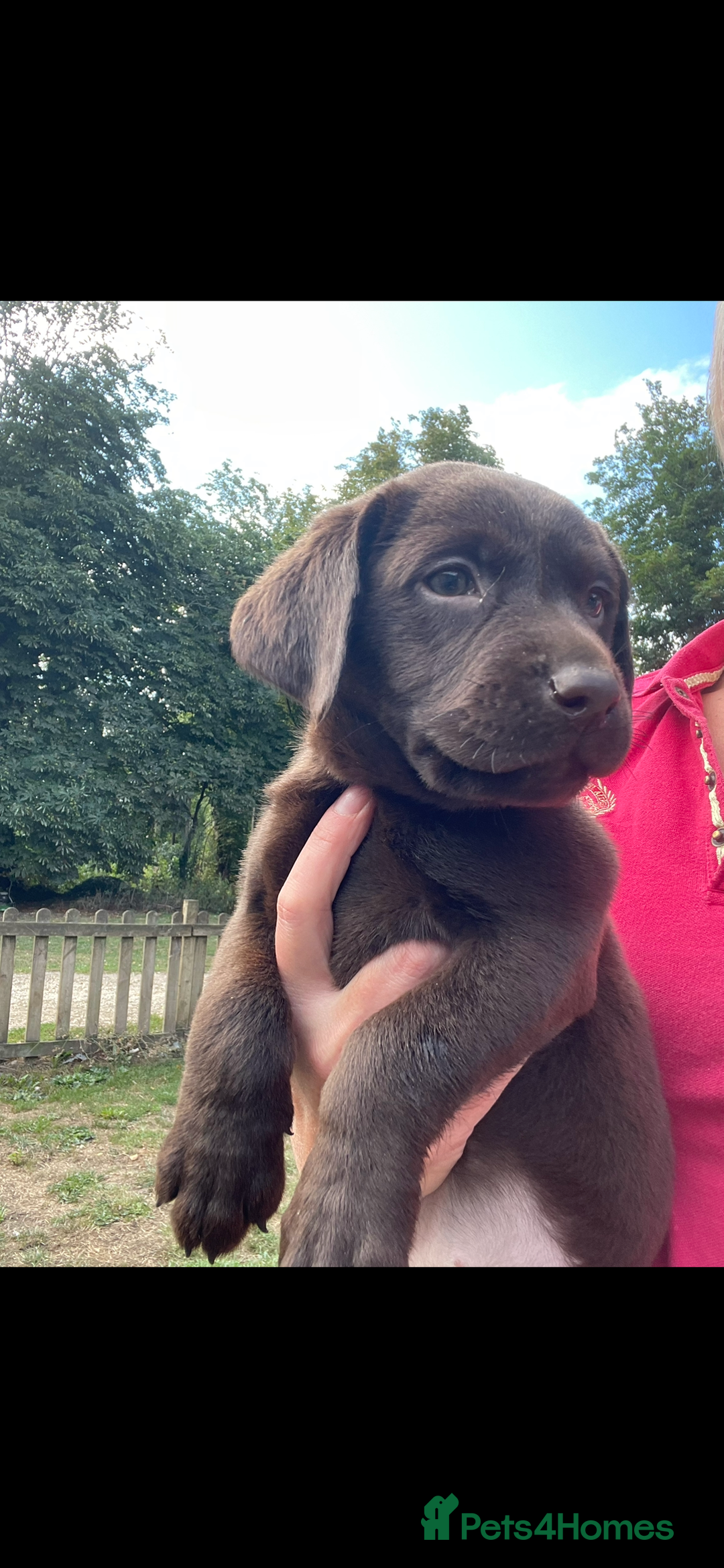Labrador Retriever dogs for sale: 5 ⭐️  **  CHOCOLATE KC REG VET CHECKED, 1ST VAC - Advert 10