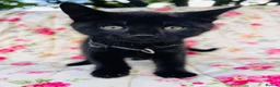 Mixed Breed cats for sale: *READY NOW* 5 Beautiful, Confident Kittens - Advert 10