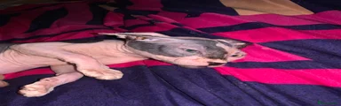 Sphynx 1