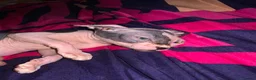 Sphynx cats for sale: Two gorgeous Sphynx kittens  in Sheffield - Advert 3