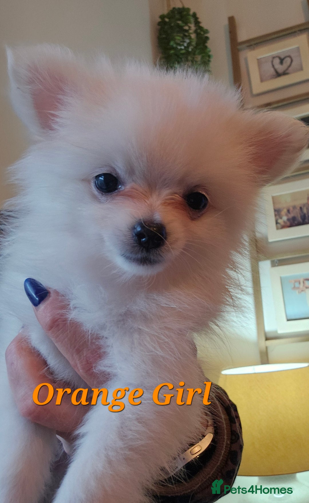 Pomeranian dogs for sale: POMERANIAN Puppies - Ready now  - Advert 6
