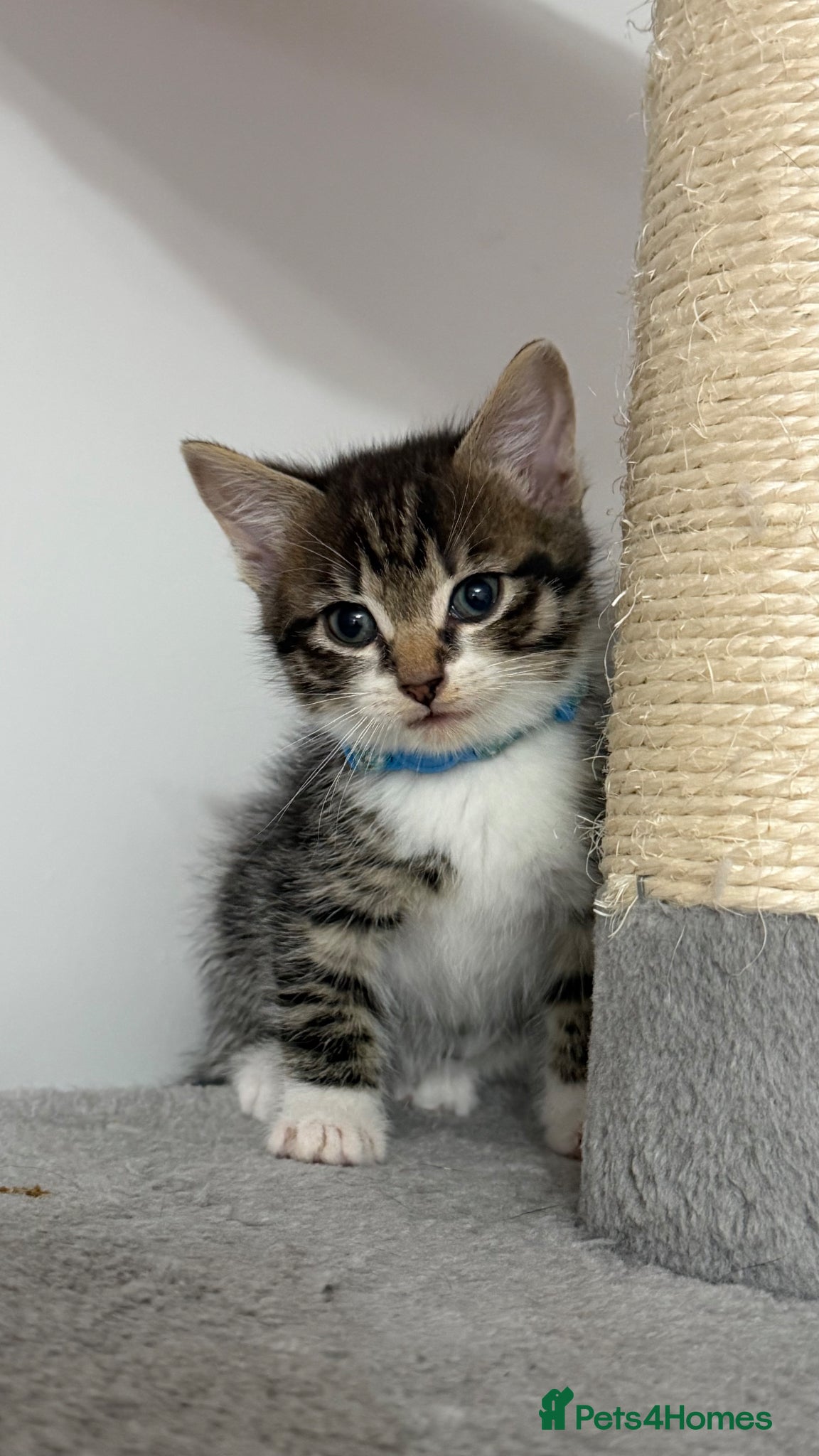 Mixed Breed cats 💗Bengal Mix ready to reserve💗 - Advert 15