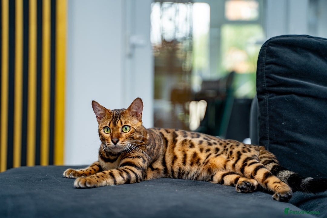 Bengal cats for sale: One of the kind Bengal Female -TICA reg.-Wild look - Image 9