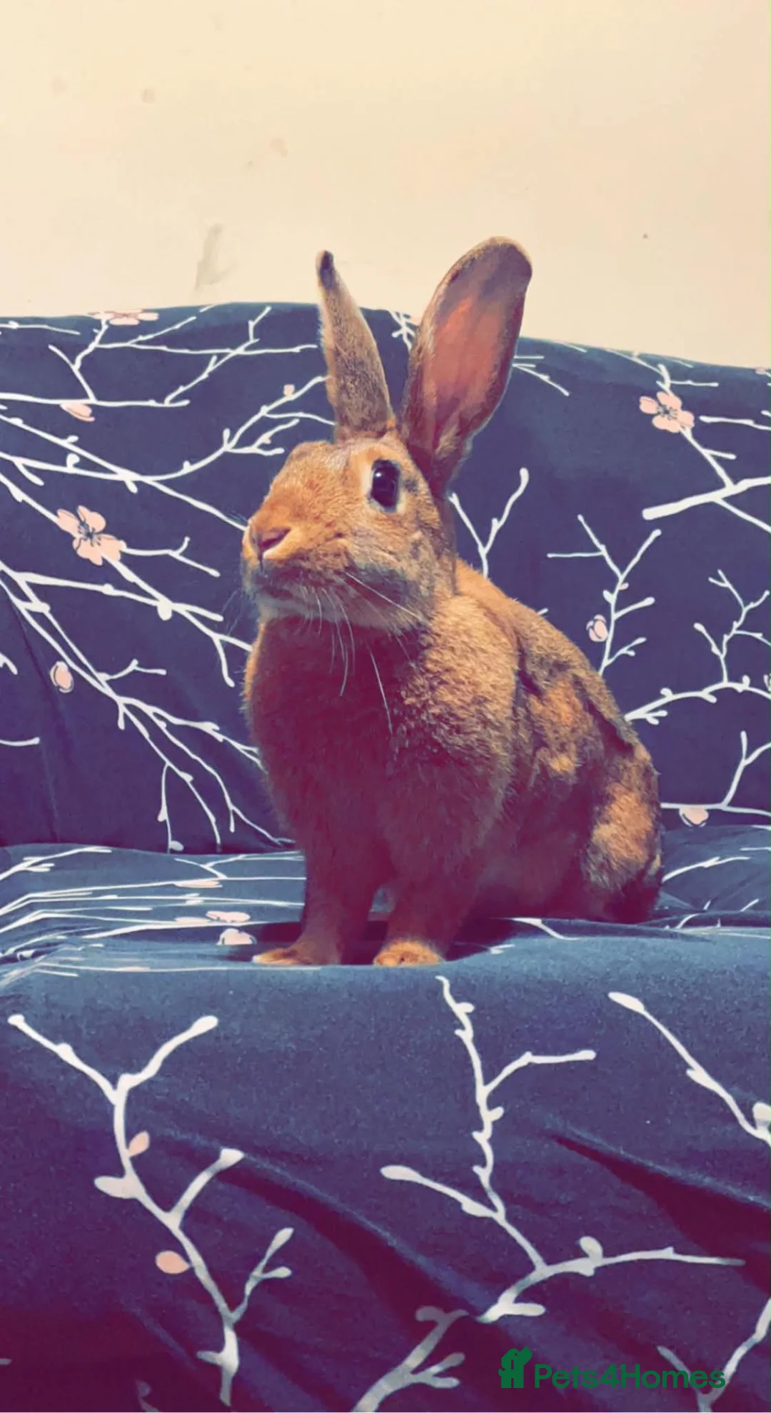 Mixed Breed rabbits for sale: Daisy in Milton Keynes - Advert 1
