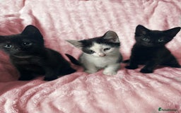 Mixed Breed cats for sale: 4 Adorable Kittens - Ready for New Home🩷🩵 - Image 1