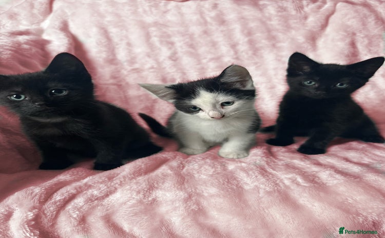 Mixed Breed cats - Advert 7