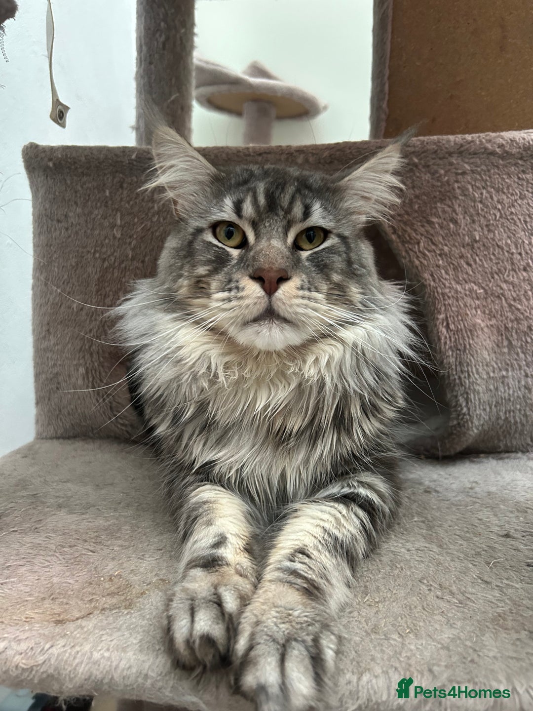Maine Coon cats for stud: TICA reg DNA clear Black Silver Boy  - Advert 4
