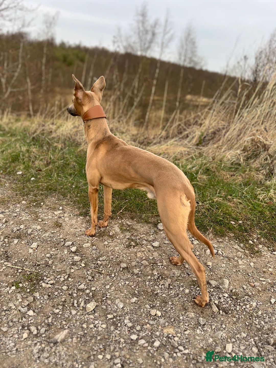 Whippet dogs for stud: Blue Fawn Proven Stud  - Advert 4