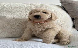 Standard Poodle dogs for sale: Stunning KC Standard Poodle Puppies for sale - Image 12