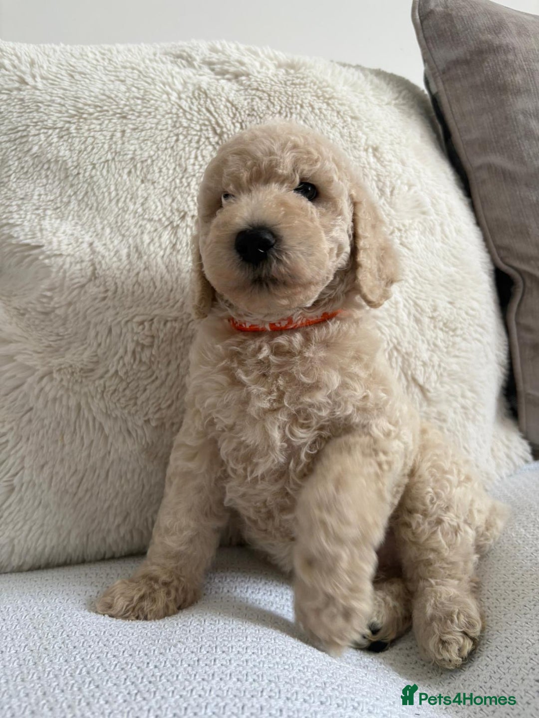 Standard Poodle dogs for sale: Stunning KC Standard Poodle Puppies for sale - Image 12