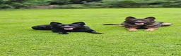 German Shepherd dogs for sale: Kc reg working line German shepherd pups in Barnsley - Advert 20