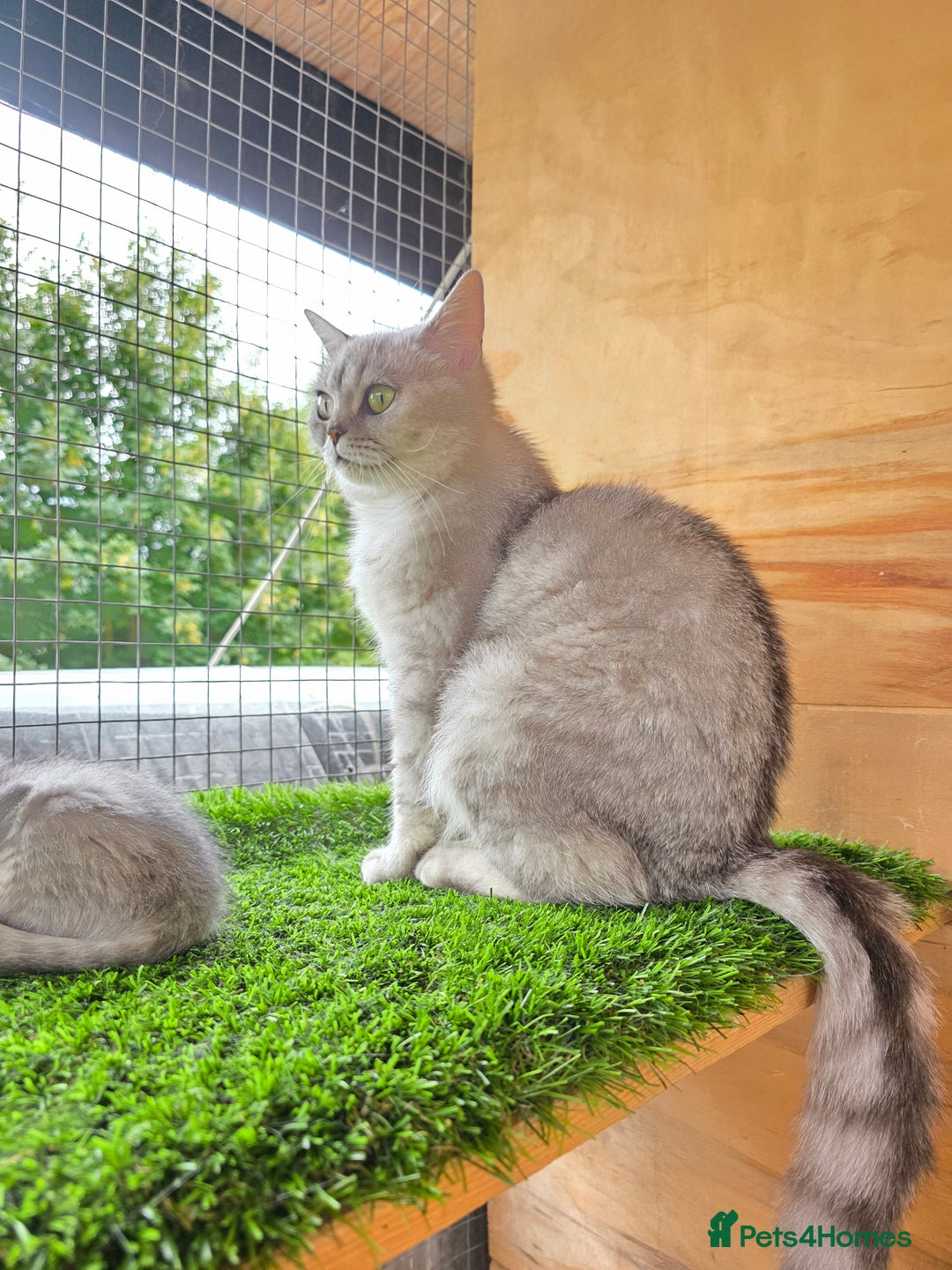 British Shorthair cats for sale: Adorable British Short hair kittens - Image 17