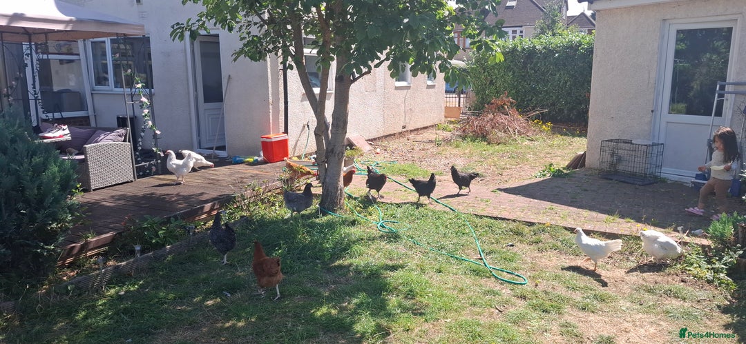 Chickens poultry for sale: Hens (chicken/ducks) Point Of Lay, multiple breeds - Image 7