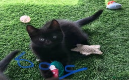 Mixed Breed cats for sale: 5 kitten’s available today  - Image 21