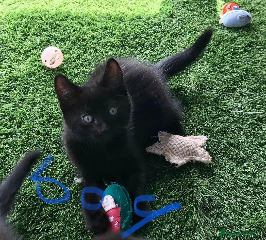 Mixed Breed cats for sale: 5 kitten’s available today  - Image 21