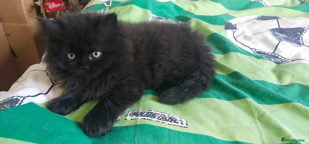 Persian cats for sale: Persian kittens  - Image 4