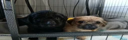 Pugapoo dogs for sale: Beautiful Pugapoo Puppies - Ready 14th May  in Chesterfield - Advert 3