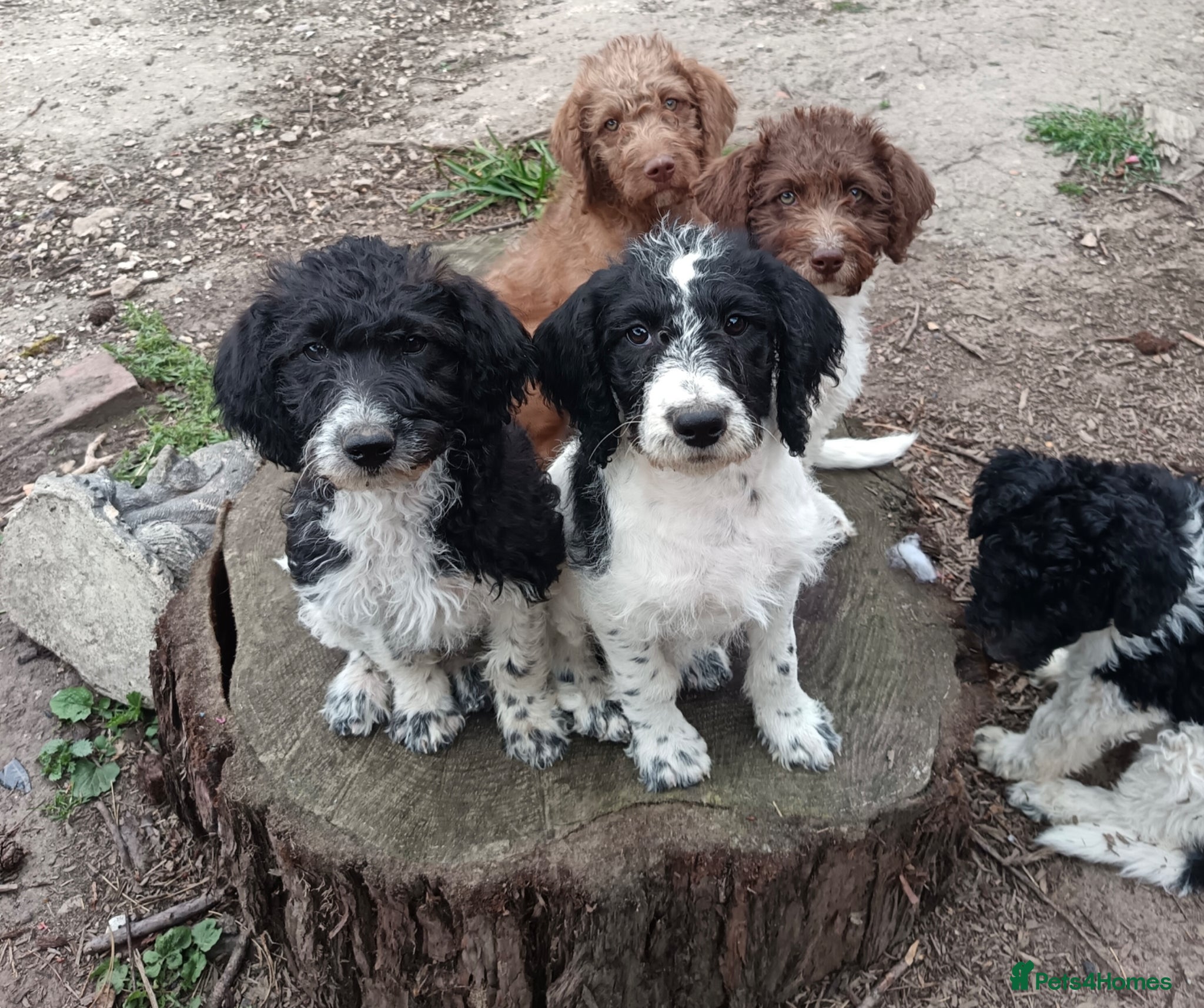 Labradoodle dogs ❤️5-Generation Legacy :Premium Standard F1bs 🧡 - Advert 5
