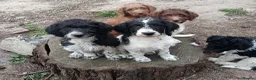 Labradoodle dogs for sale: A Better Start Fully Vaccinated Manners HomeRaised - Advert 5