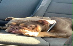English Bulldog dogs for sale: Beautiful English bulldog - Image 11