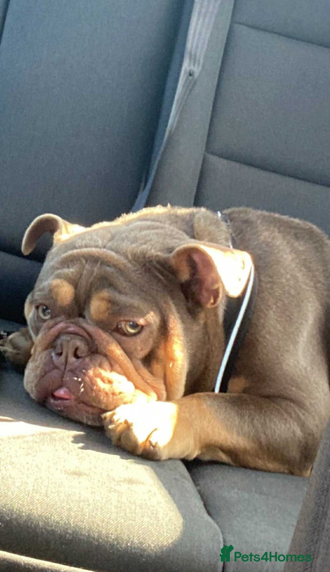 English Bulldog dogs for sale: Beautiful English bulldog - Image 11
