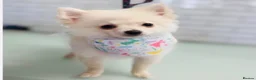 Pomchi dogs for sale: Little but mighty bear 🐻‍❄️  in Lincoln - Advert 5