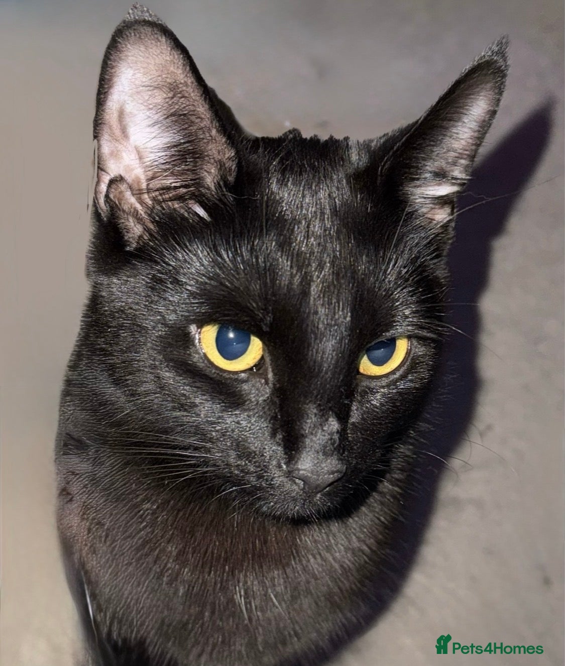Mixed Breed cats Beautiful Female Cat 🐈‍⬛ comes with everything 🖤 - Advert 11