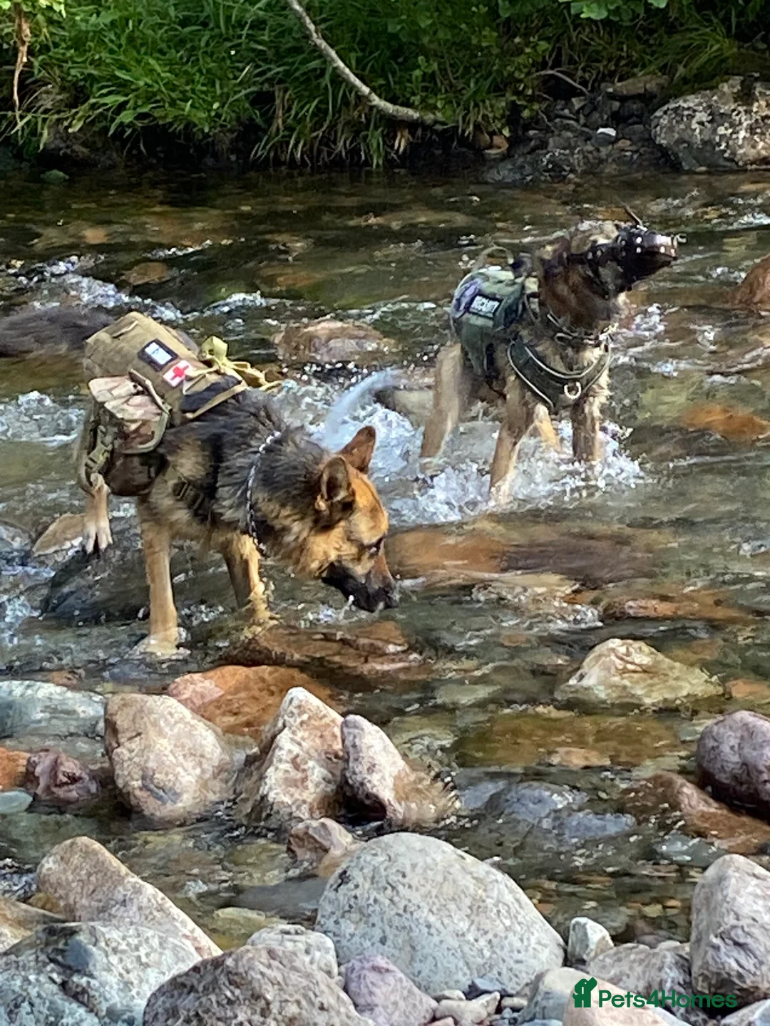 German Shepherd dogs for sale: German Shepherd male - Advert 7