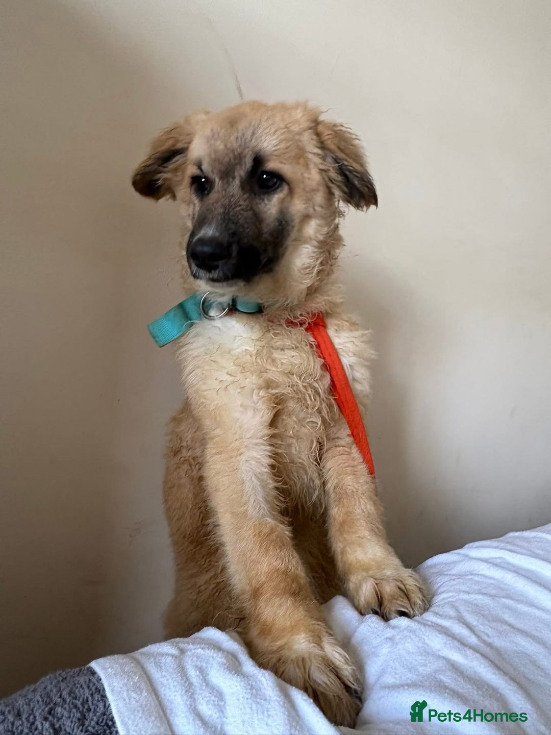 Mixed Breed dogs for adoption: Finn - Norwich Norfolk  - Advert 3