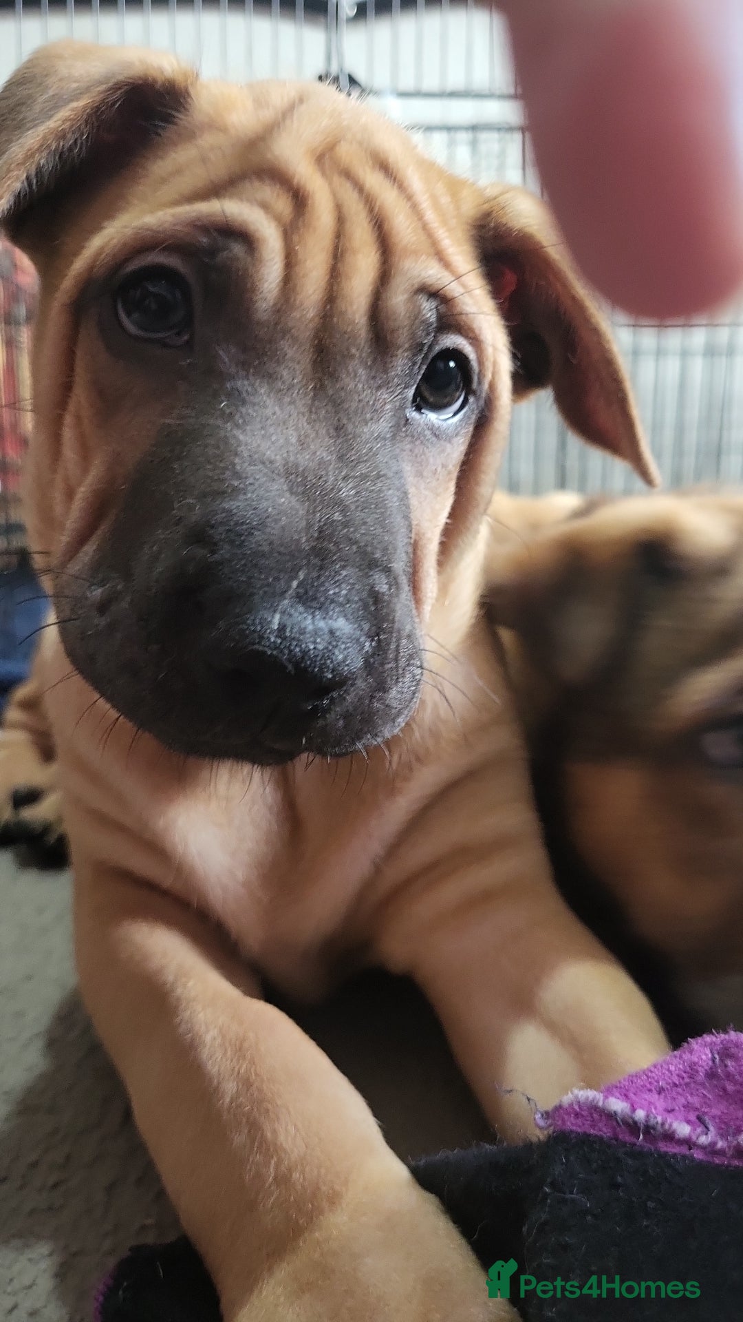 Mixed Breed dogs for sale: Belgian Malinois X Shar-pei puppies  - Advert 25