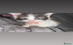 Mixed Breed cats for sale: Semi-longer hair calico  - Image 10