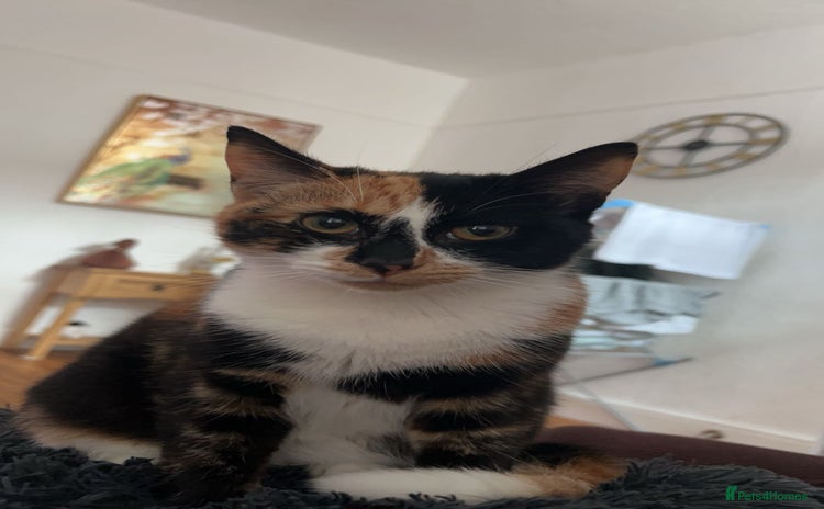 Domestic Shorthair cats - Advert 8