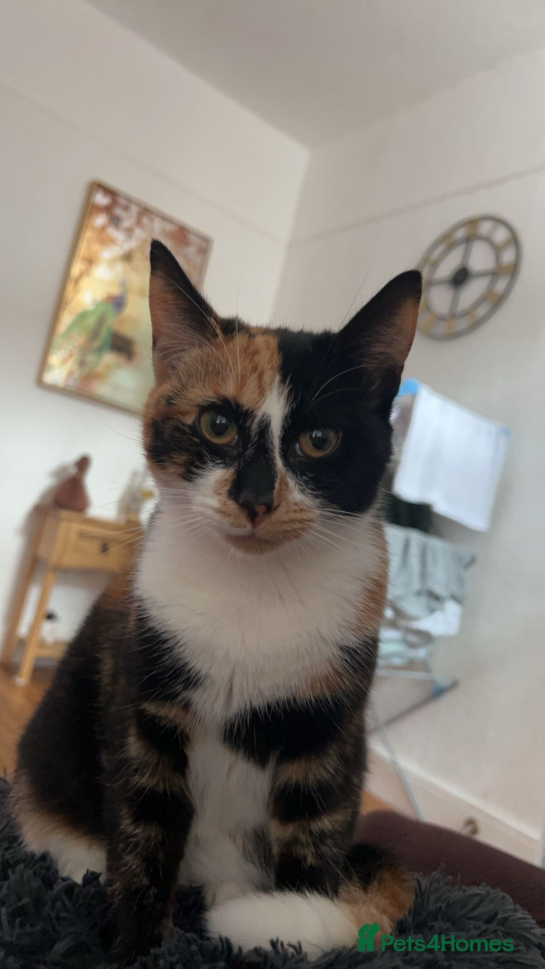Domestic Shorthair cats for sale: Female cat for rehoming - Image 1