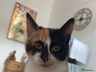 Domestic Shorthair cats - Advert 14