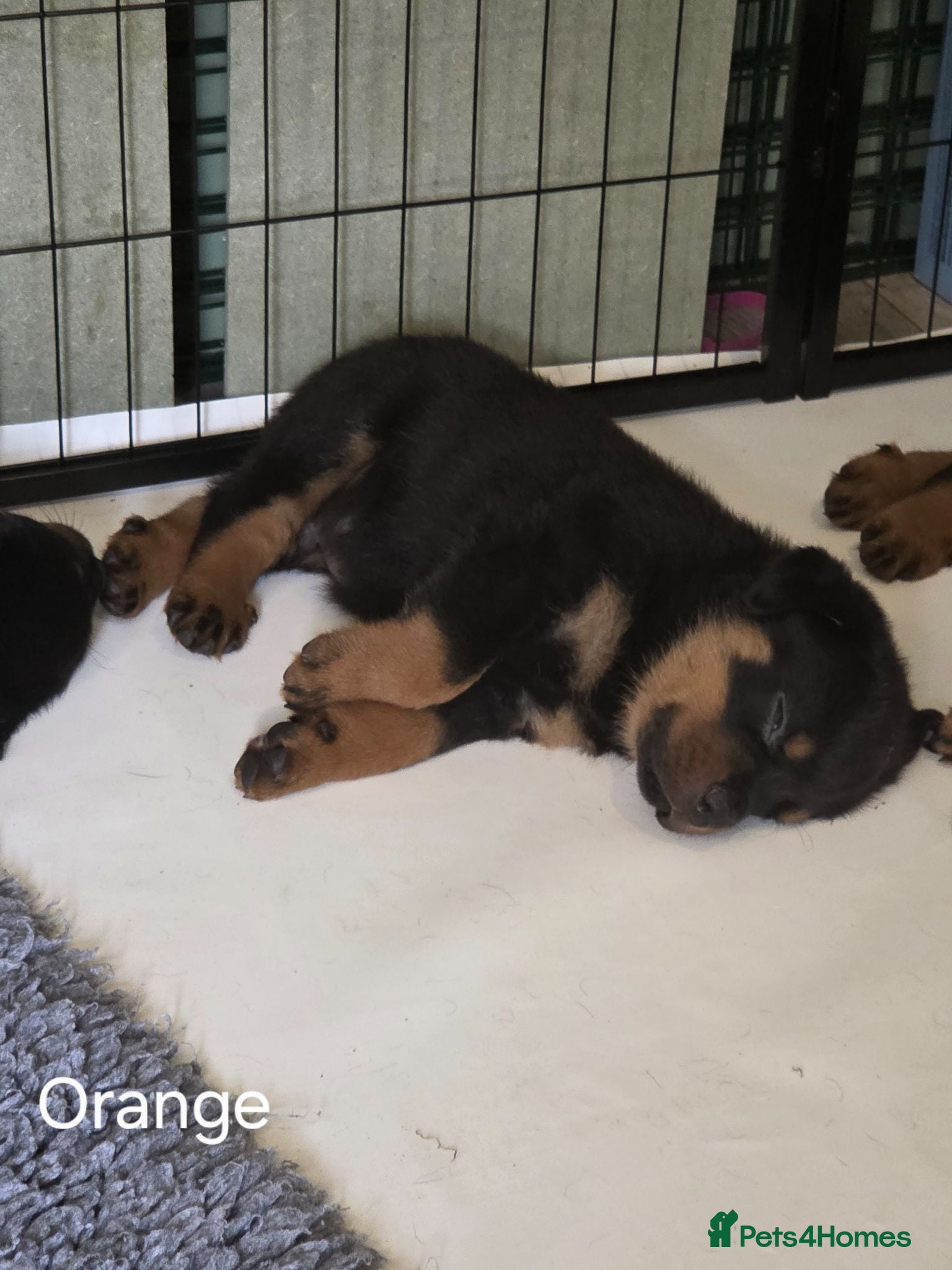 Rottweiler dogs Only 2 Beautiful Boys Left! - Advert 10