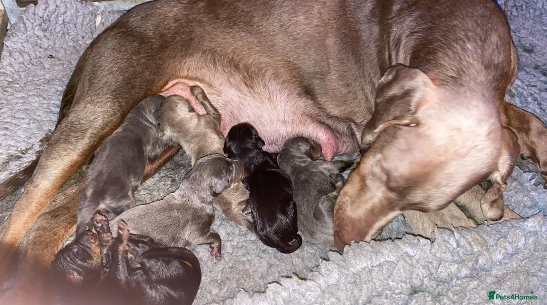 Dobermann dogs for stud: KC Health & Heart tested stud in Burnley - Advert 11