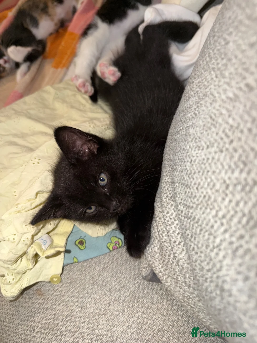 Mixed Breed cats for sale: Beautiful kittens - Advert 2