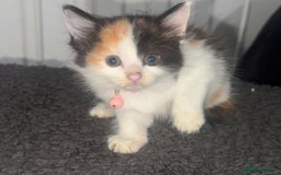 Mixed Breed cats for sale: Calico kittens semi long hair  - Image 2