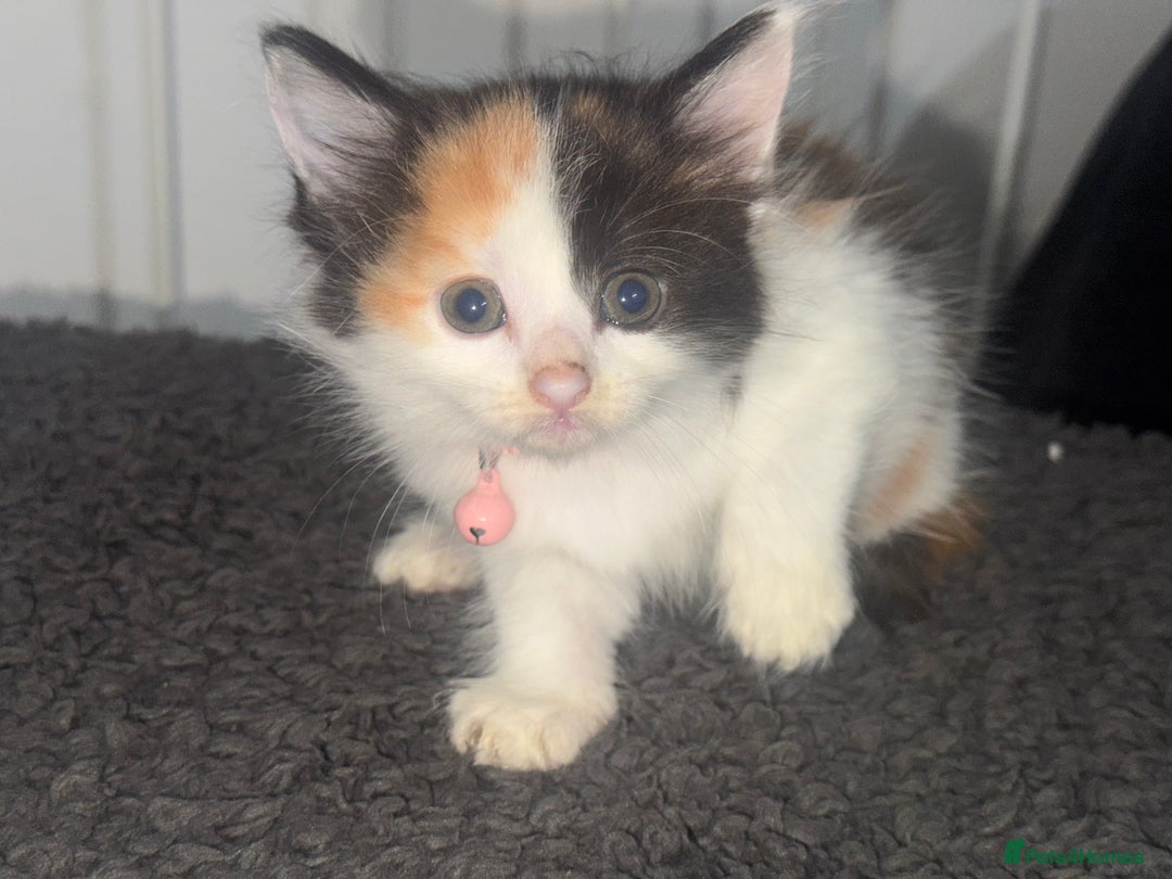 Mixed Breed cats for sale: Calico kittens semi long hair  - Image 2