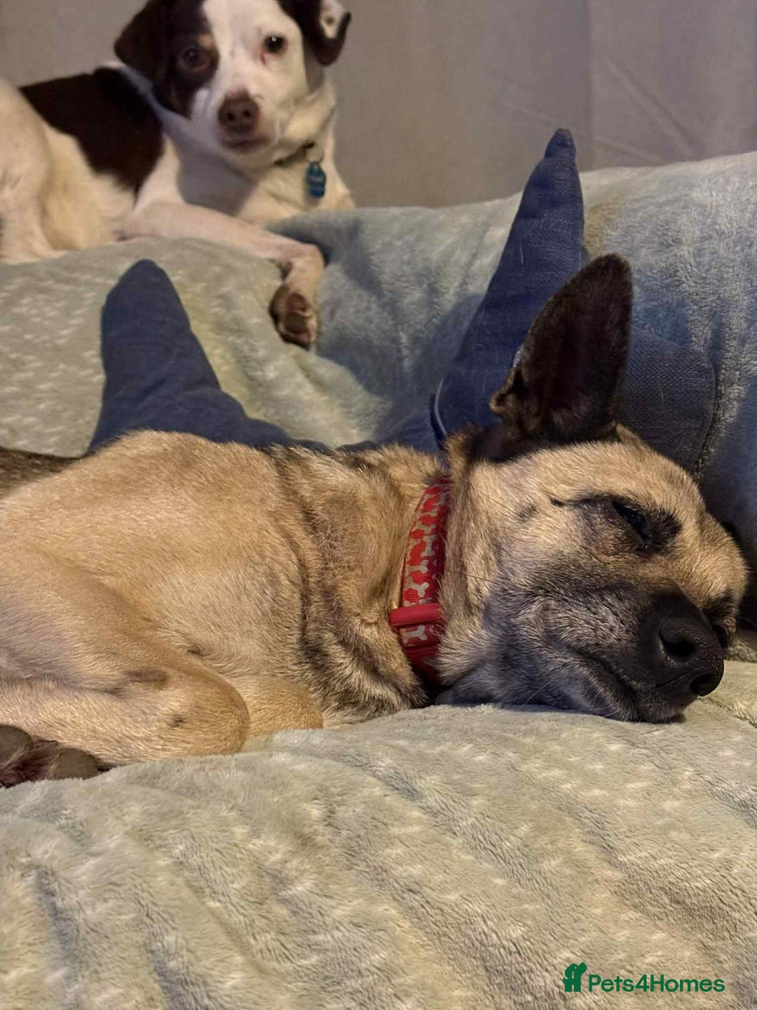 Mixed Breed dogs for adoption: DOLCE - Advert 9