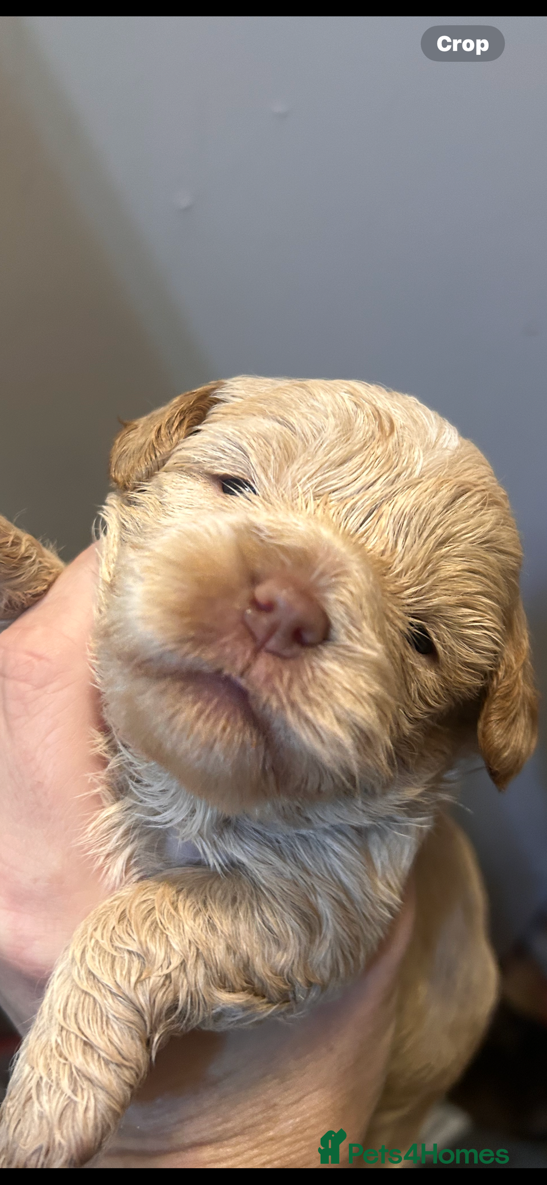 Mixed Breed dogs for sale: Shitzu poodle mix  - Image 5