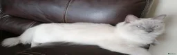 Mixed Breed cats for sale: 2 Ragdoll x brothers - Advert 5