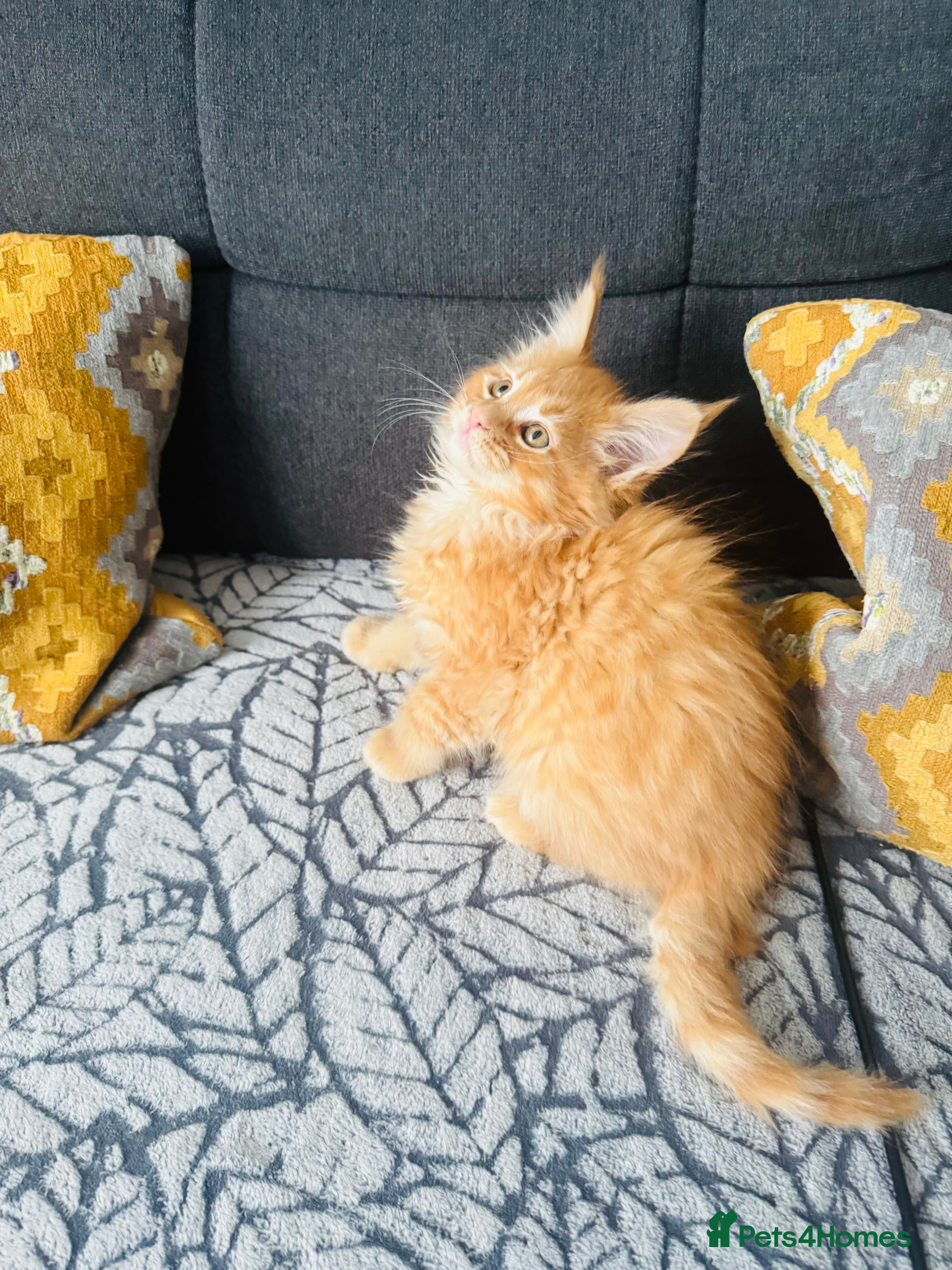 Maine Coon cats Pure breed beautiful main coon kitten  - Advert 2