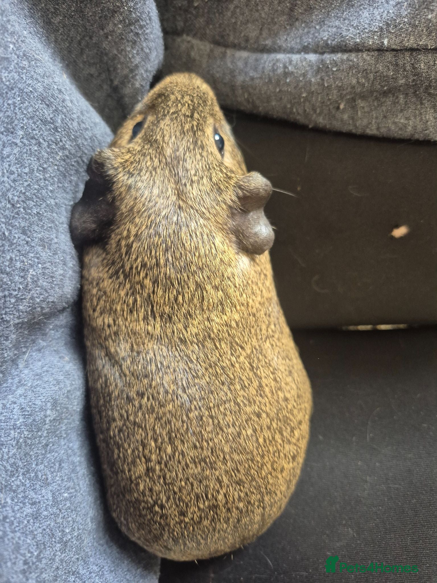 Guinea Pig rodents Smooth haired agouti sow x - Advert 12