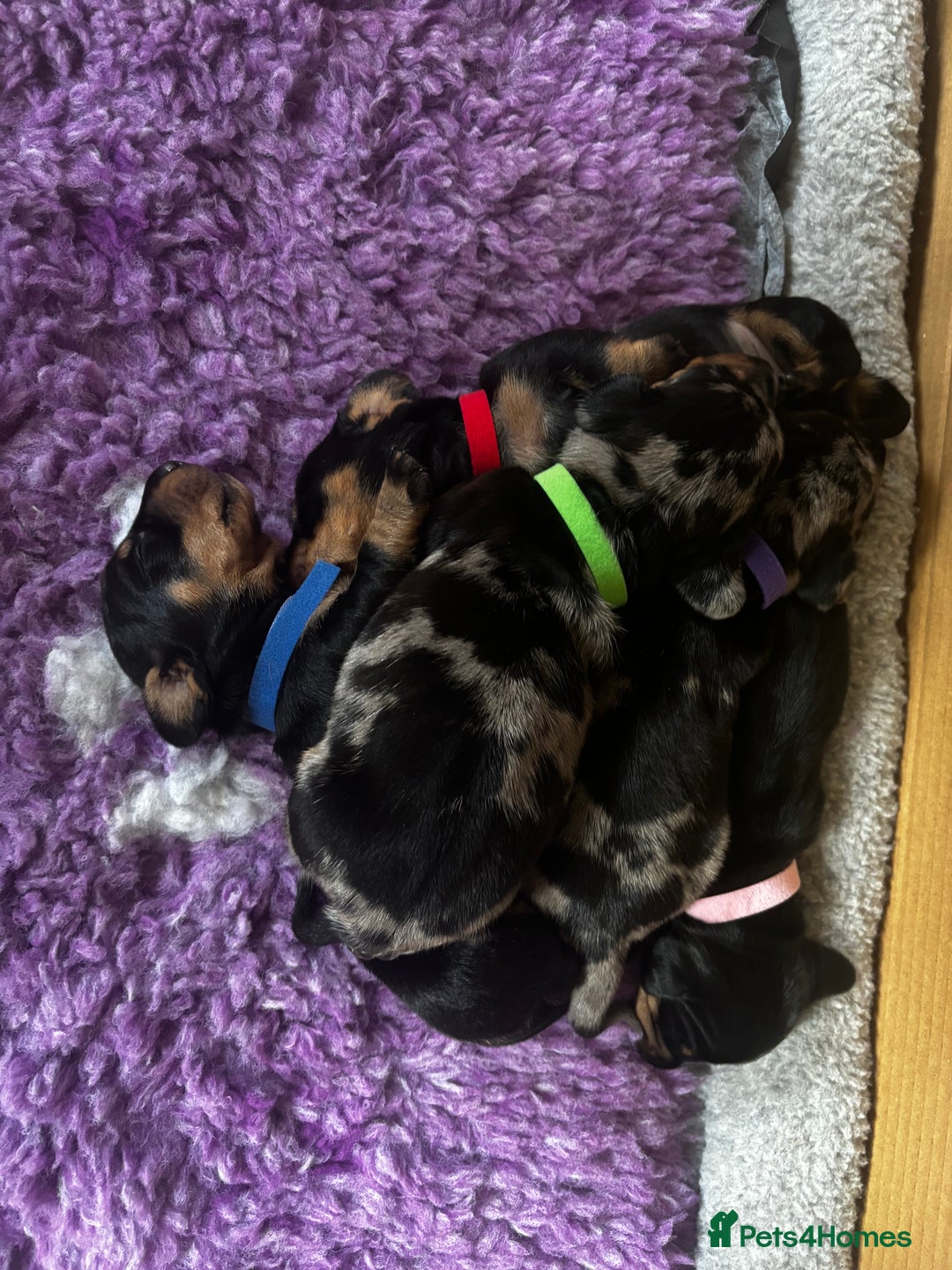 Miniature Dachshund dogs for sale: Miniature dachshund mix priced  - Image 21