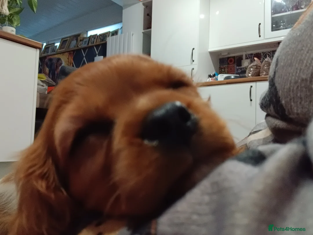 Cavalier King Charles Spaniel dogs for sale: 2 Girl Cavalier King Charles Spaniels. - Advert 5